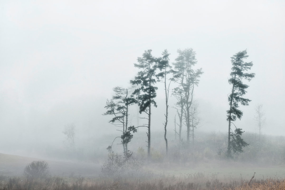 Сибирская Тайга в тумане