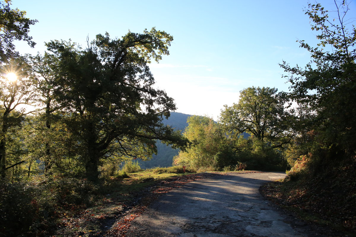 Дорога в лесу - valeriy khlopunov