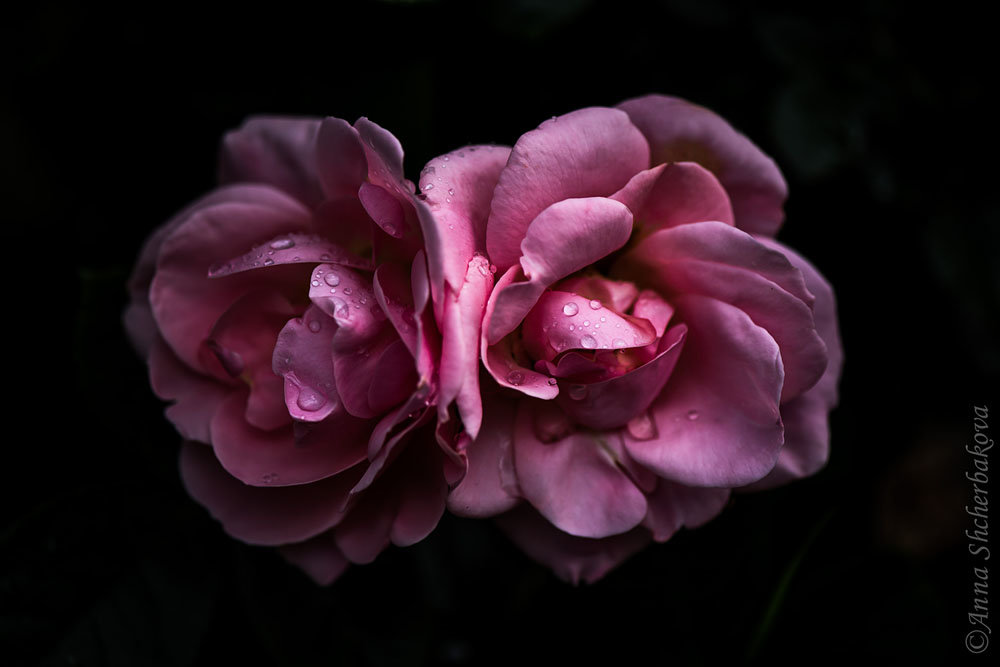 Розовые розы - Анна Щербакова