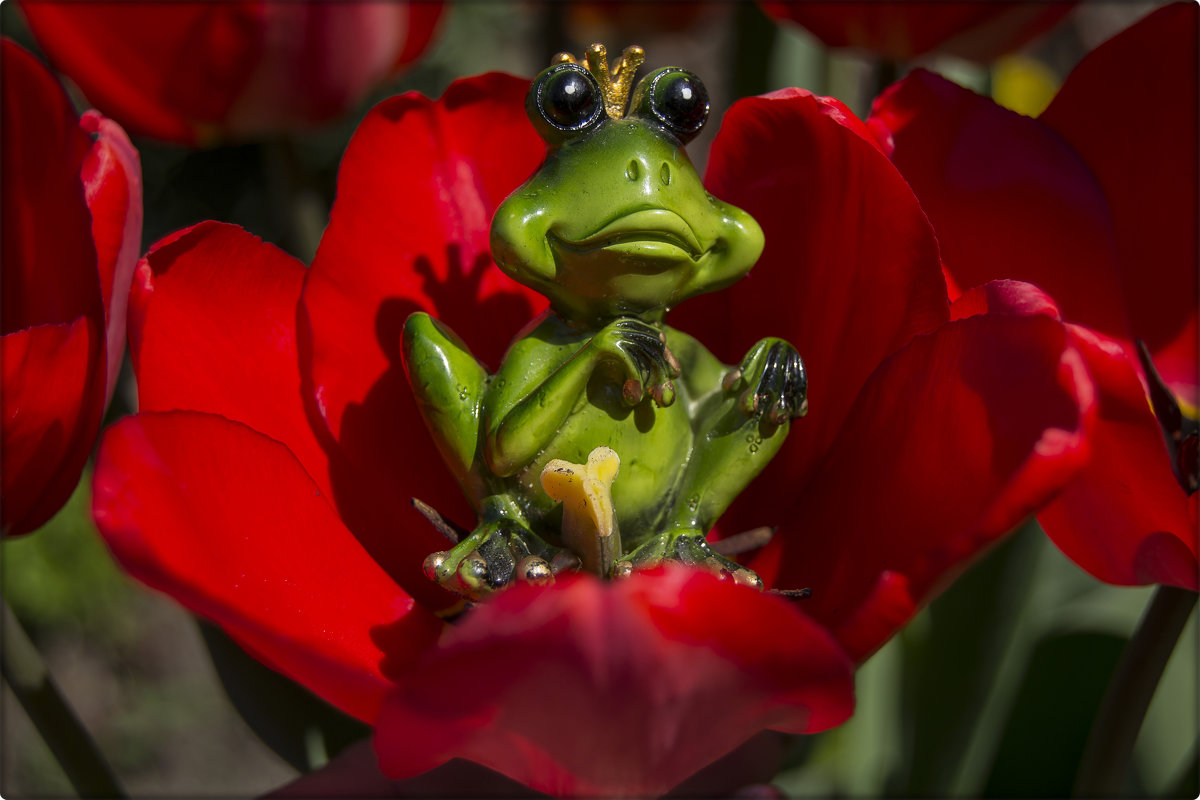 Царица тюльпанов - Natal&na Фотолюбитель