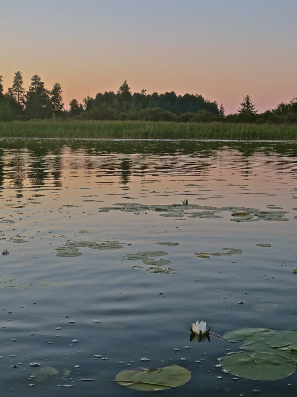 вечернее озеро - Елена 