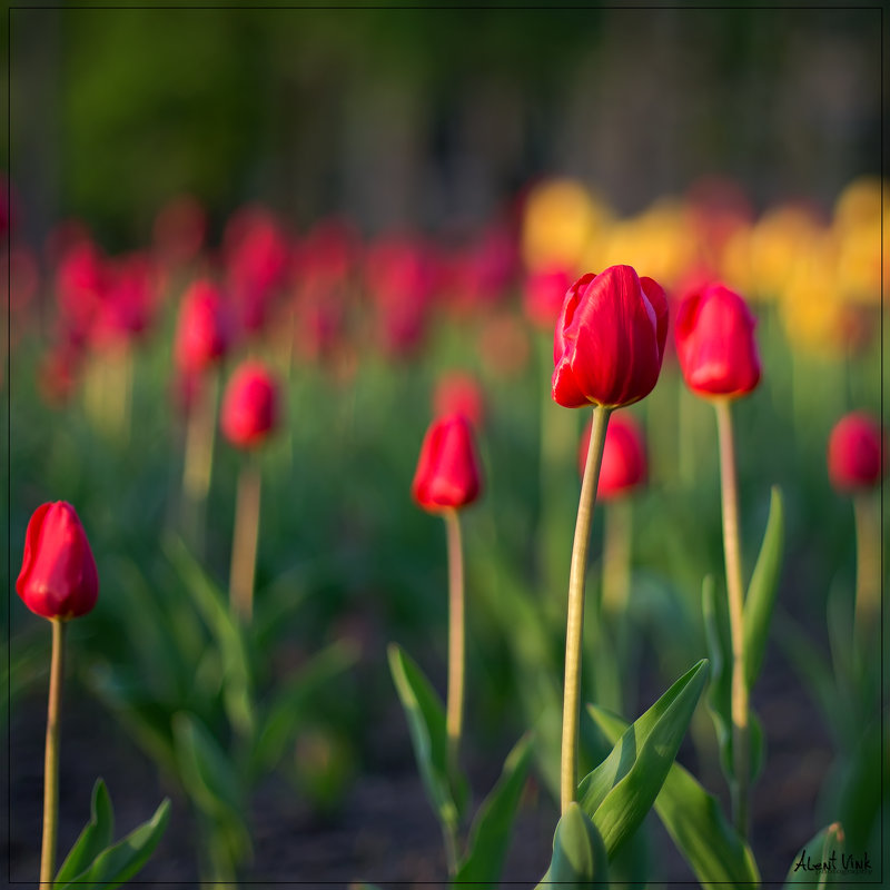 Тюльпаны на закате - Alent Vink