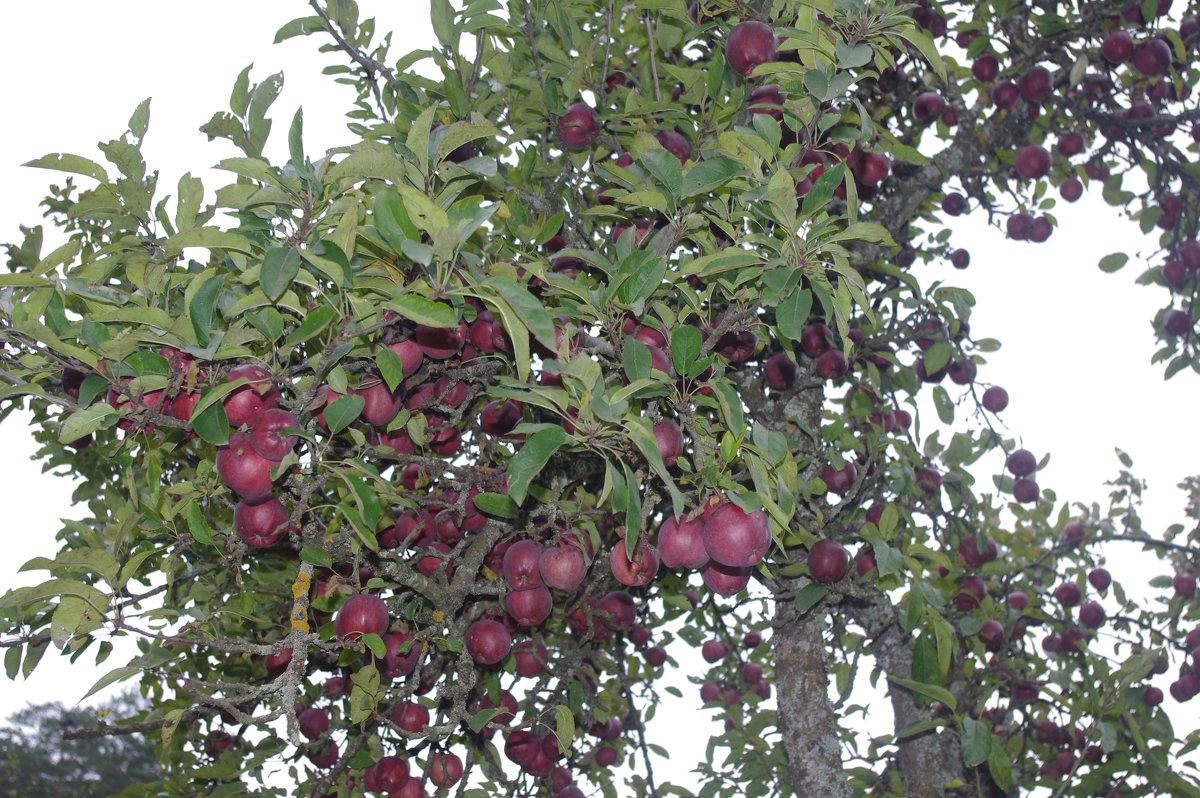 В конце октября, яблоки - İsmail Arda arda