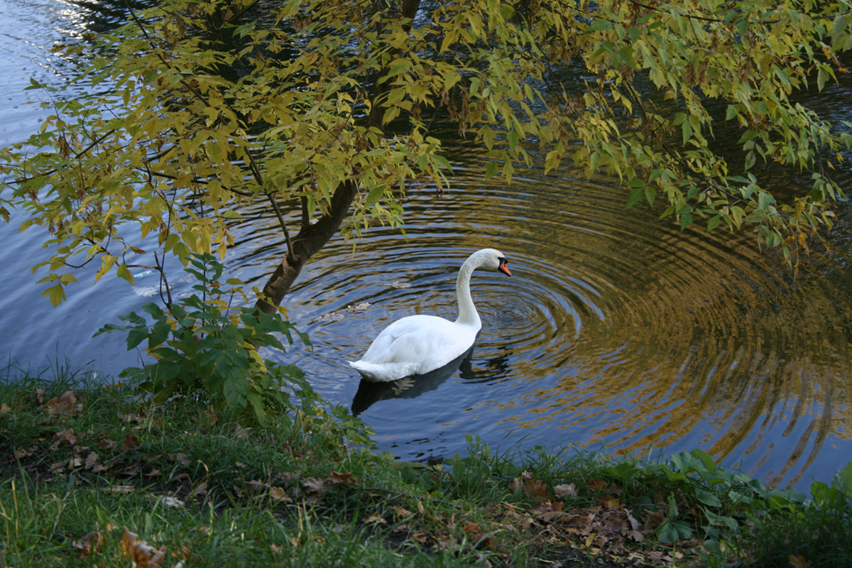 А белый лебедь на пруду - Сергей Перфилов