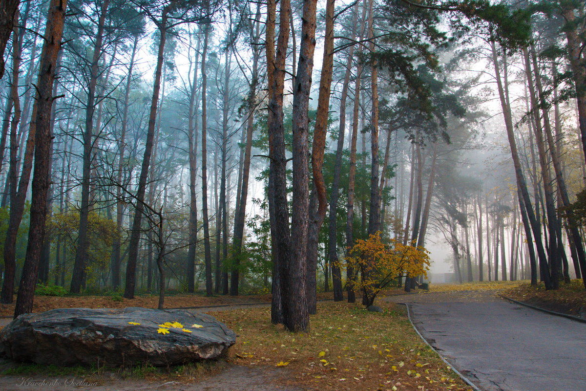 Утро в парке - Svetlana Kravchenko