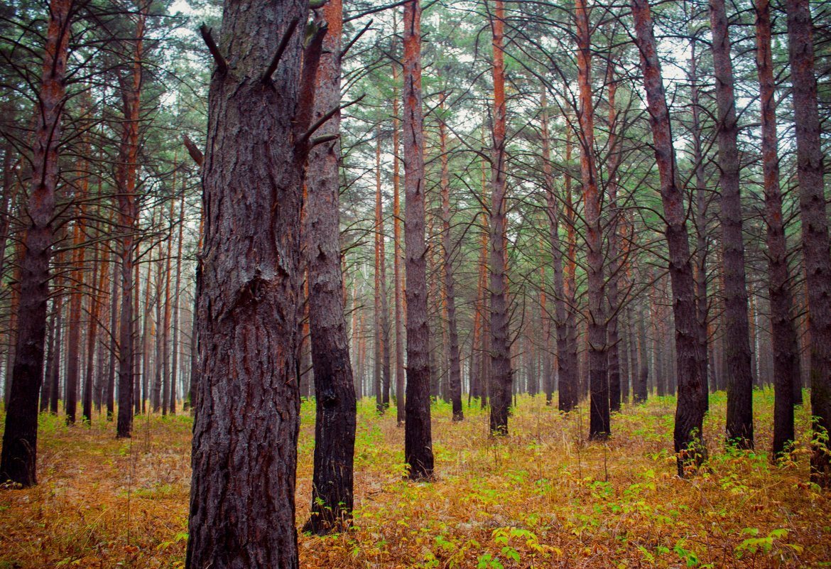 В лесу - Александр Семенов