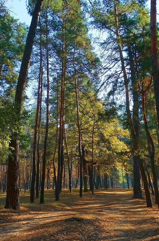Осень в парке "Партизанской славы" Фото №4 - Владимир Бровко