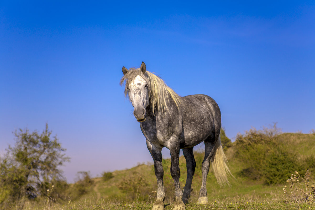Лошадь - Хизир 