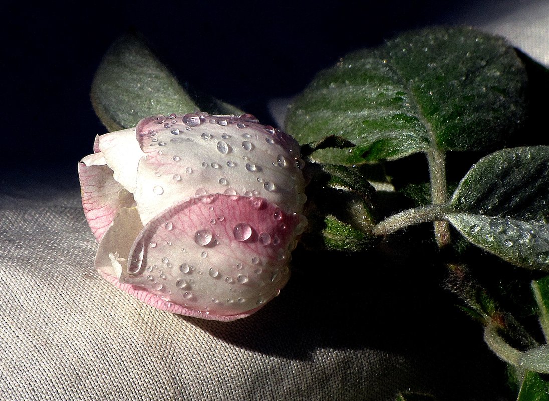 "цветок айвы" - zuri kuprava