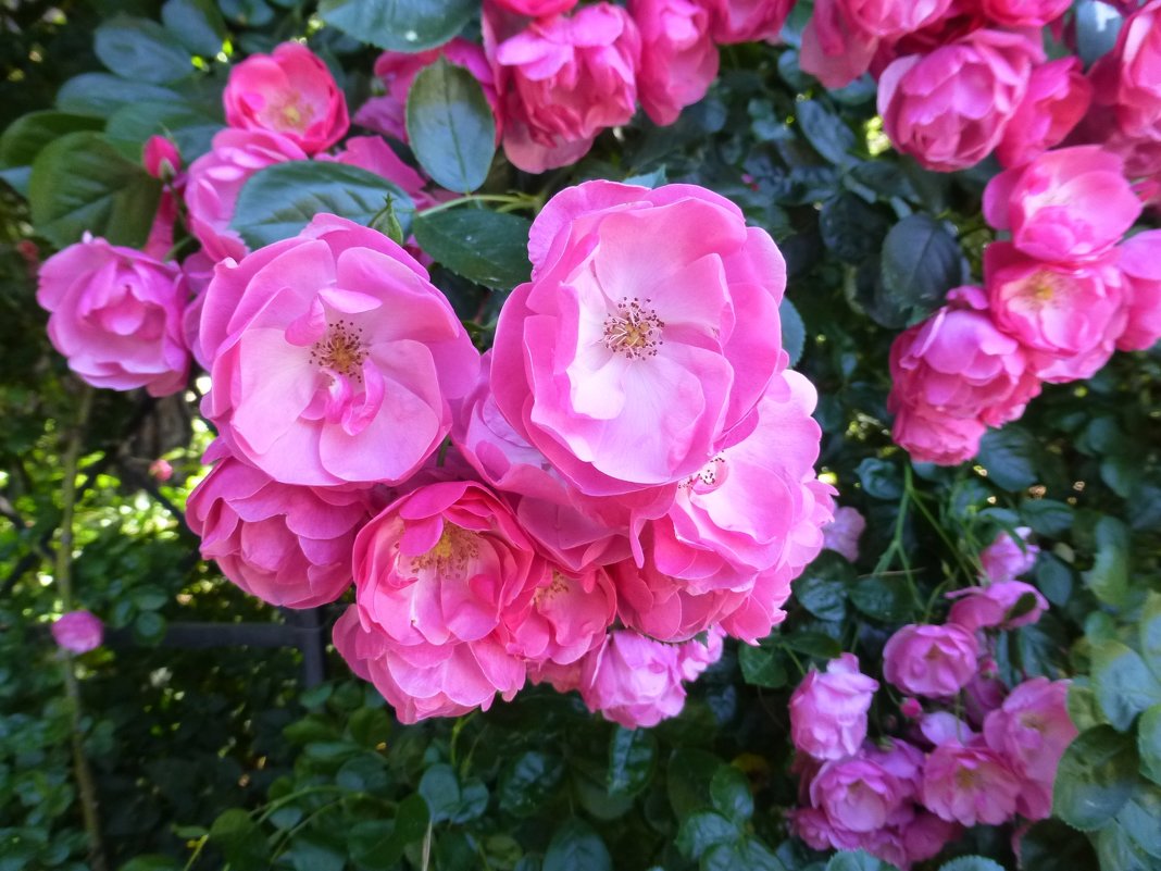 Розы в Никитском ботаническом саду. - Наиля 