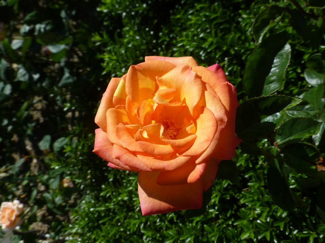Розы в Никитском ботаническом саду. - Наиля 