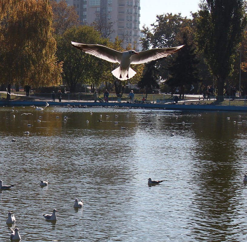 "Ангел" городского пруда - Александр Скамо