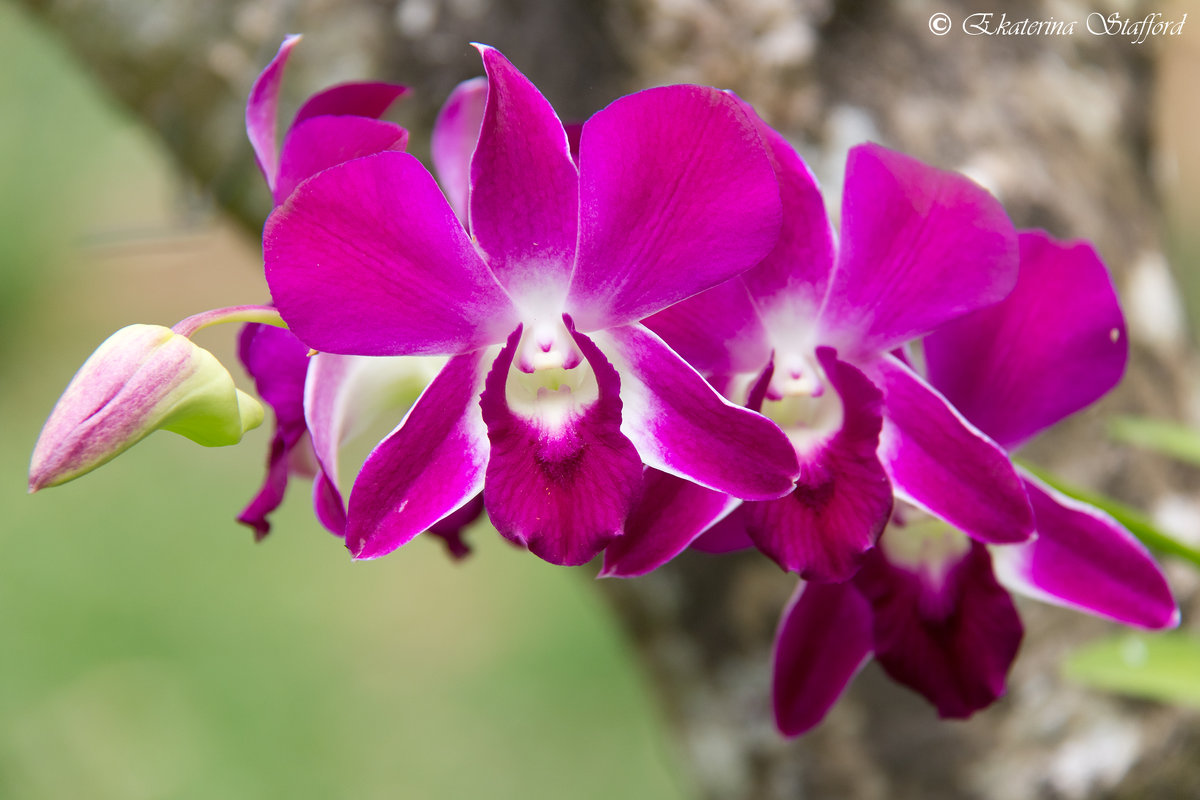 Тропическая орхидея - Ekaterina Stafford