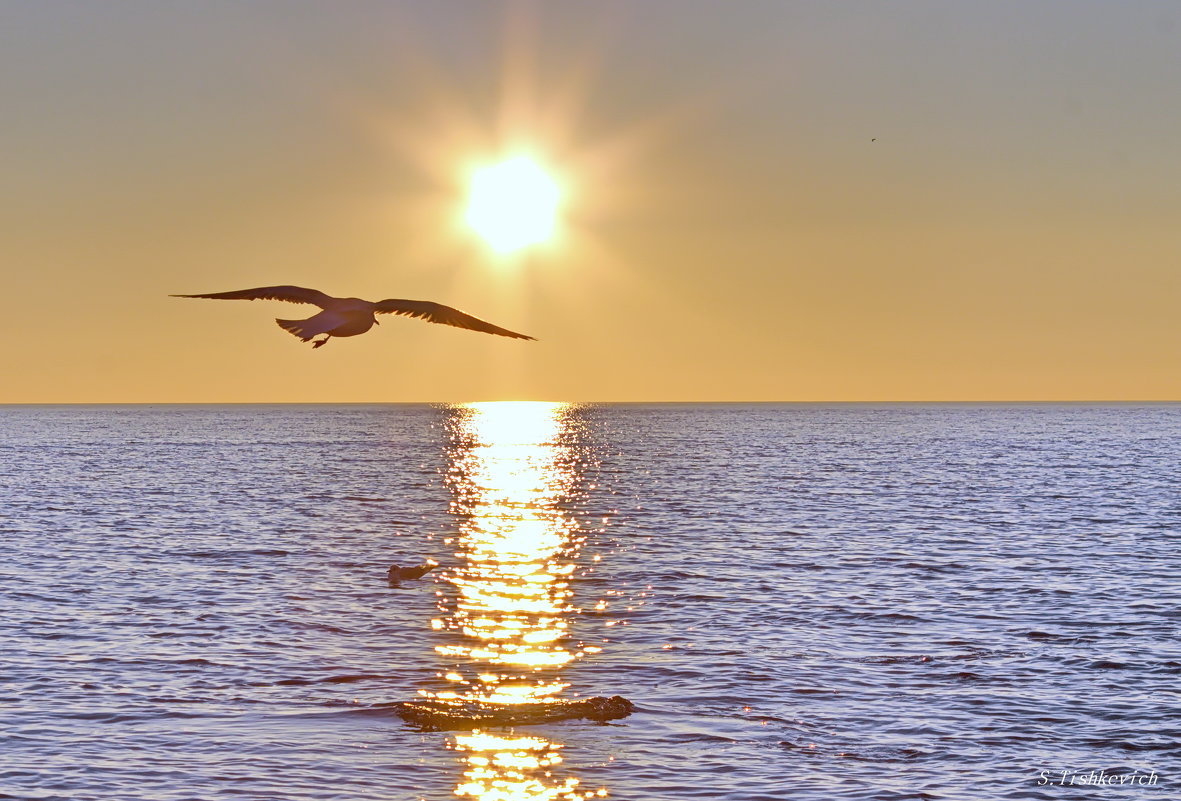 Море Птицы Солнце
