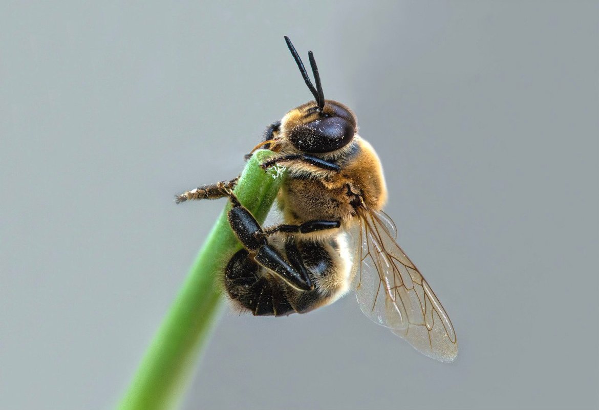 Пчела - Александр Комарских