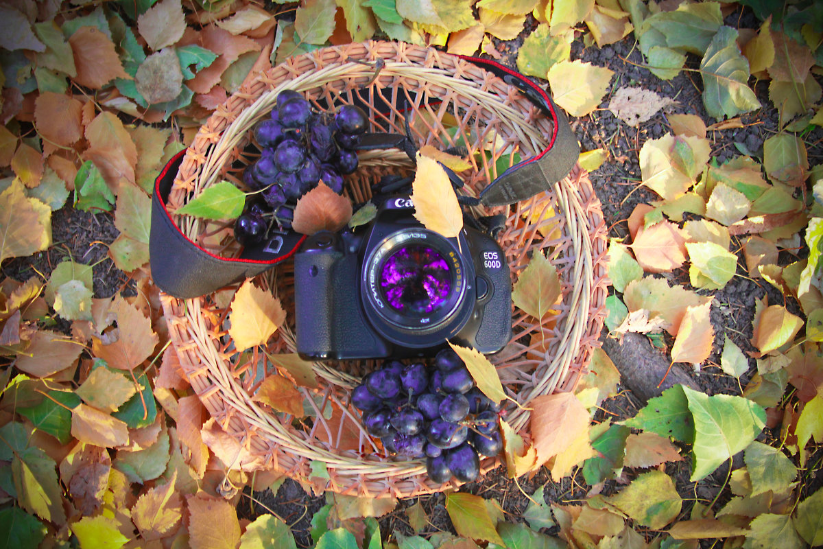 Фотоаппарат в винограде - Владимир Марков