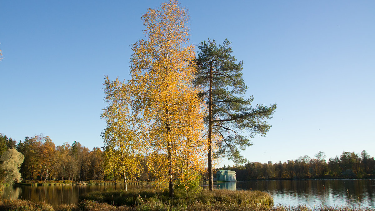 Подружки - Вера Бокарева