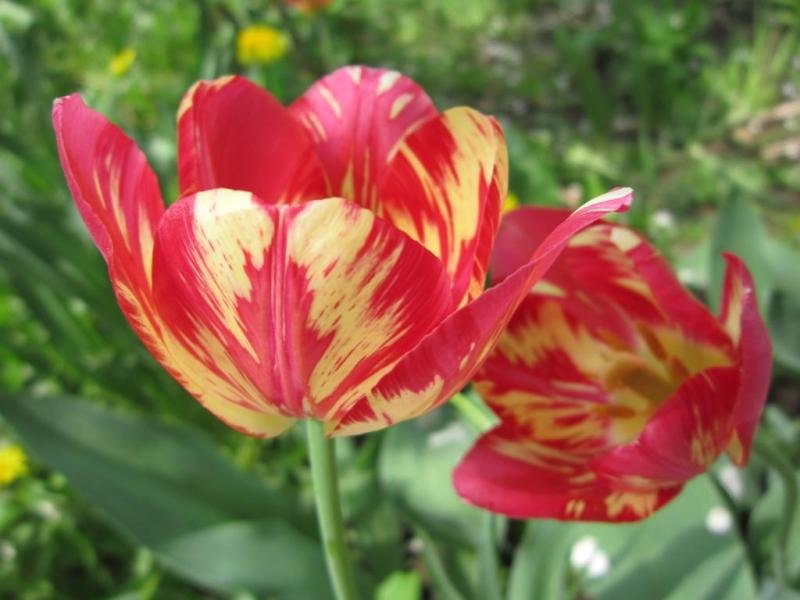 Красно-желтые тюльпаны - Дмитрий Никитин