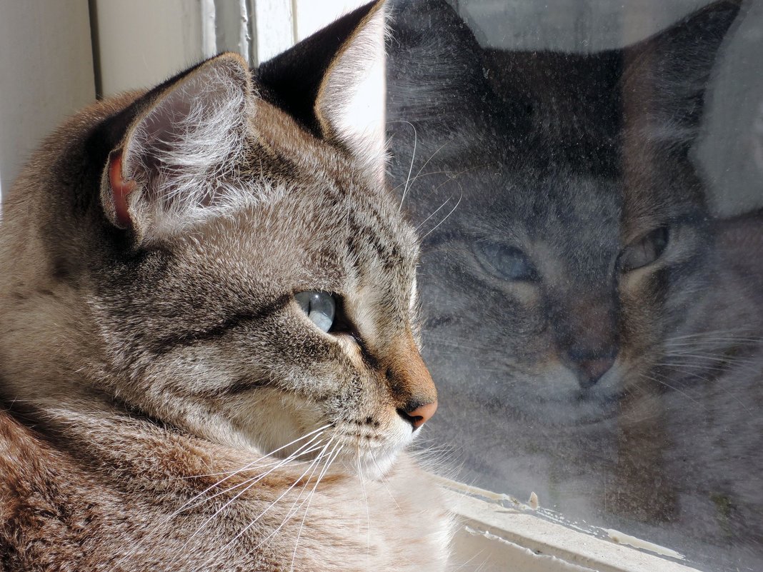 кошка  у окна - владимир 
