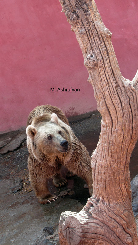 Անդրկովկասյան գորշ արջ (Ursus arctos syriacus)- Տեսակն ընդգրկված է ԲՊՄՄ Կարմիր գրքում <<Քիչ վտ - Marina 