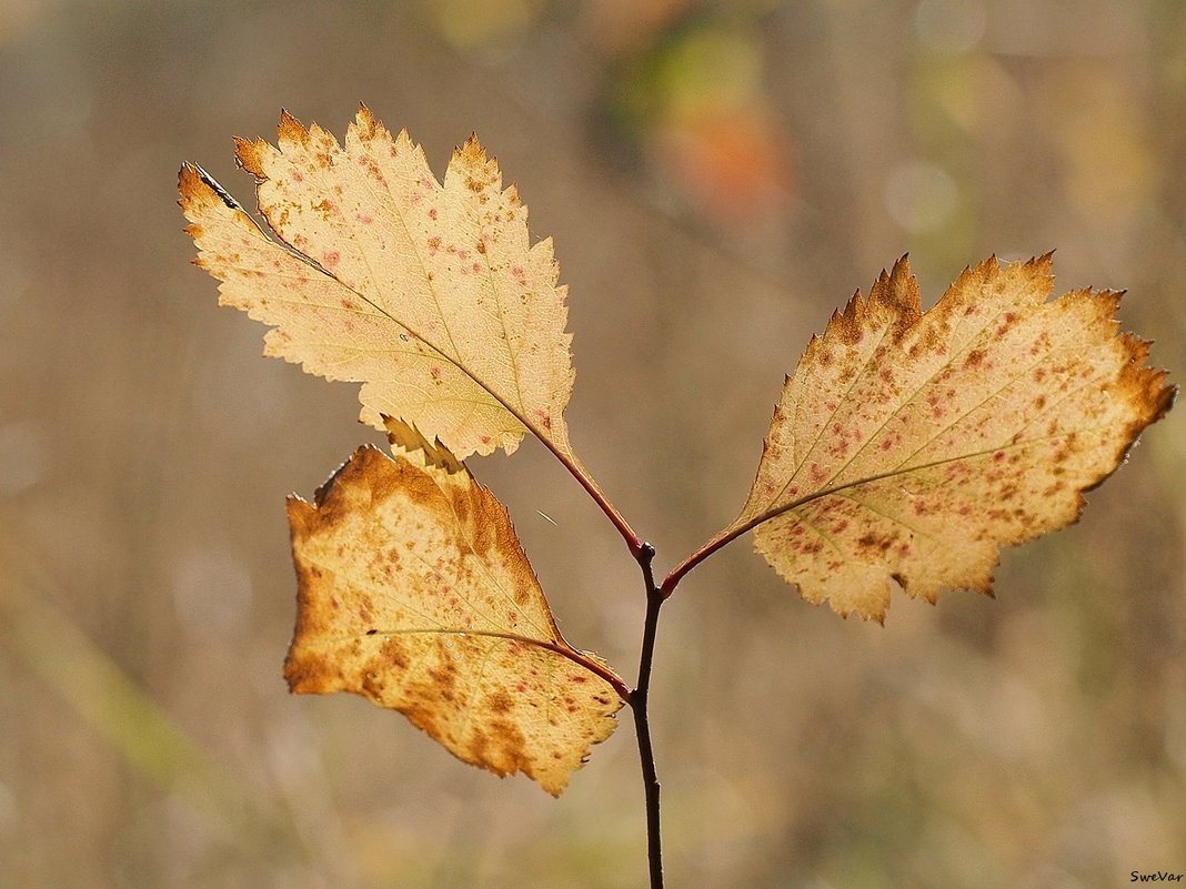 Осенние листья - wea *