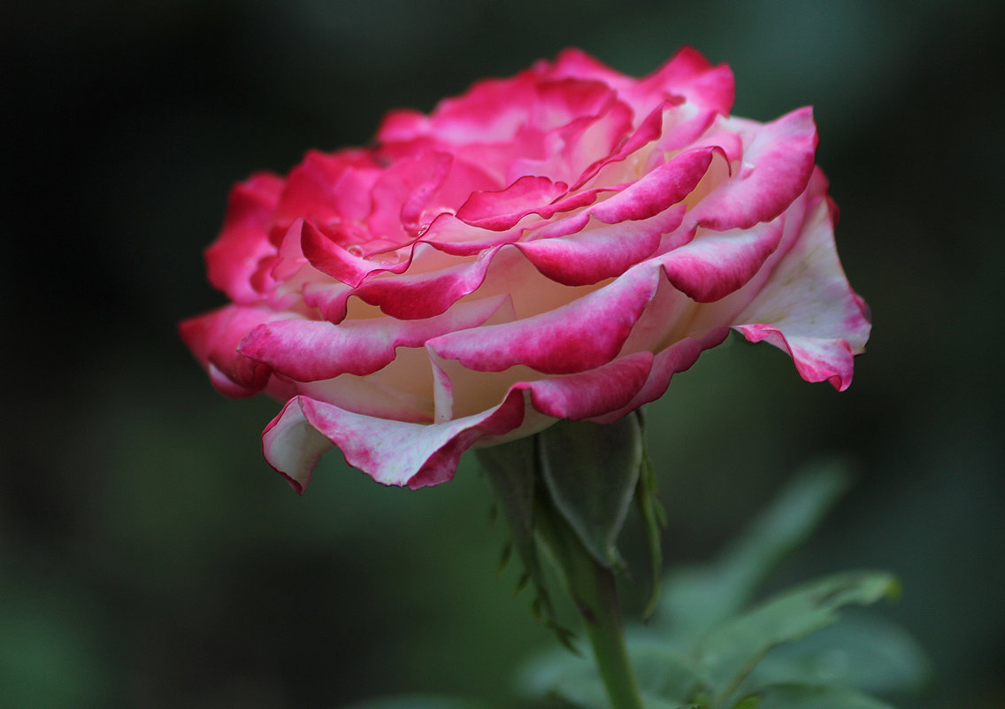 Розы моего сада - И.В.К. ))