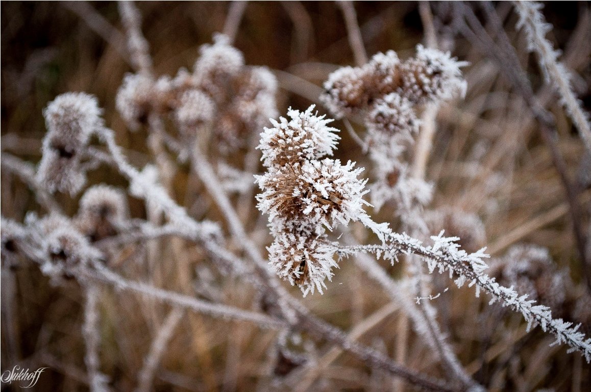 07.11.2015 - Денис 