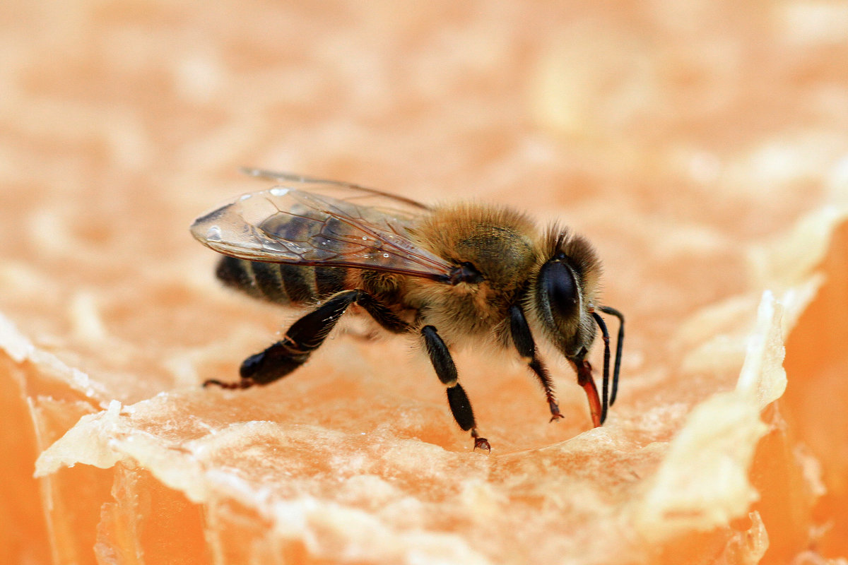 мед пчелы - İsmail Arda arda