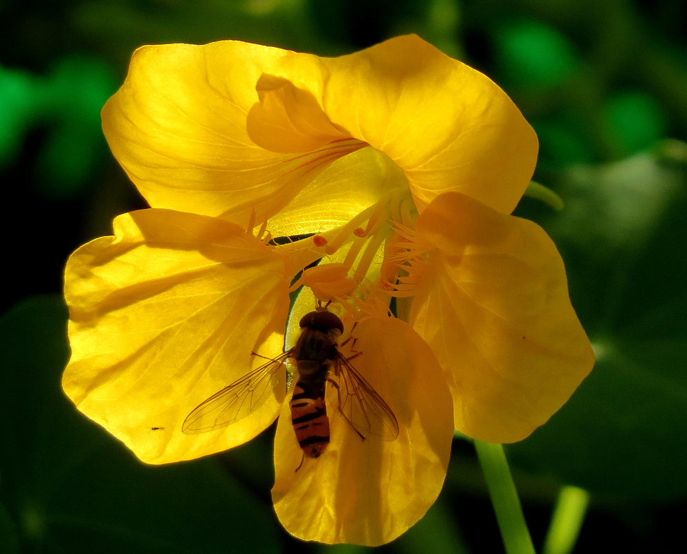 Над цветком пчела жужжит и нектар собрать спешит... - Светлана Петошина