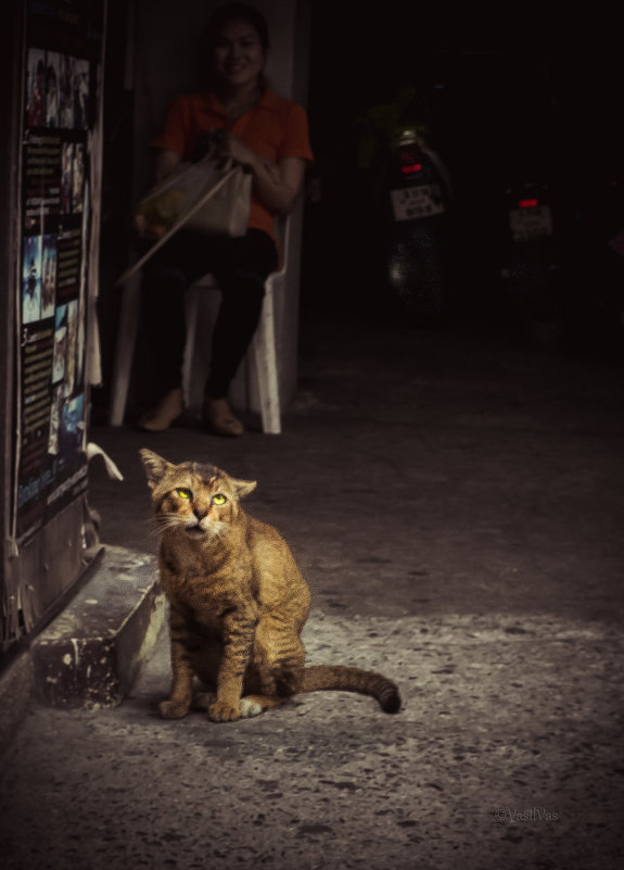 Thai cat.In the alleys of Pattaya. - Илья В.