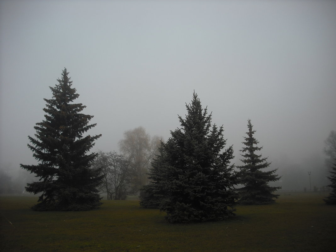Голубые елочки туманным утром - Денис Бугров 