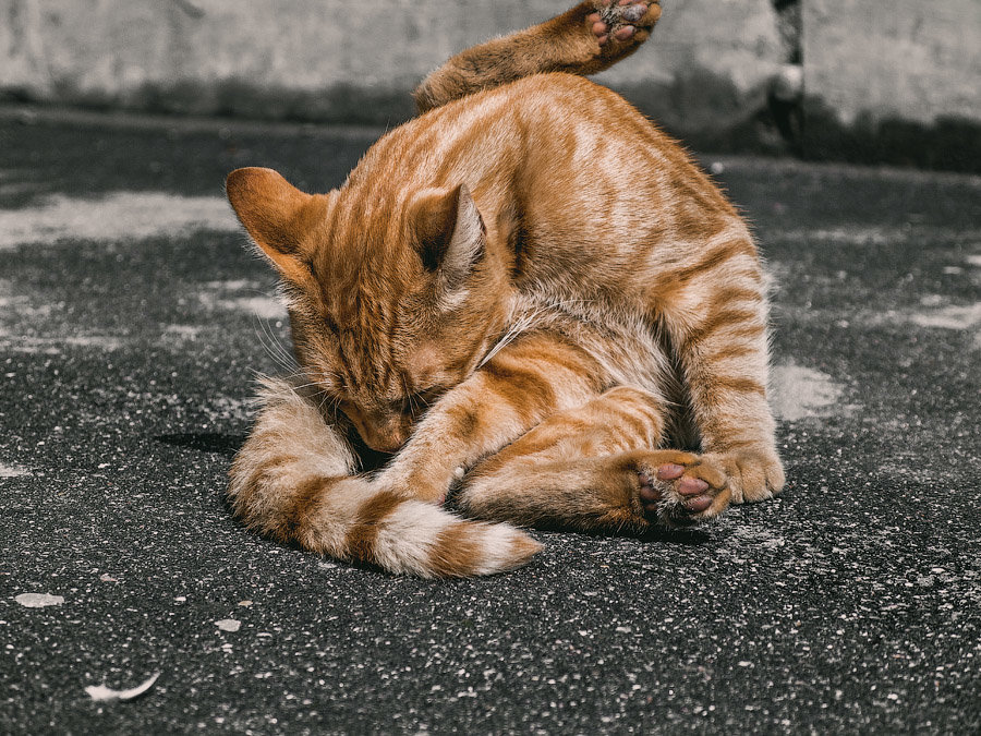 Washable ginger cat. - Илья В.