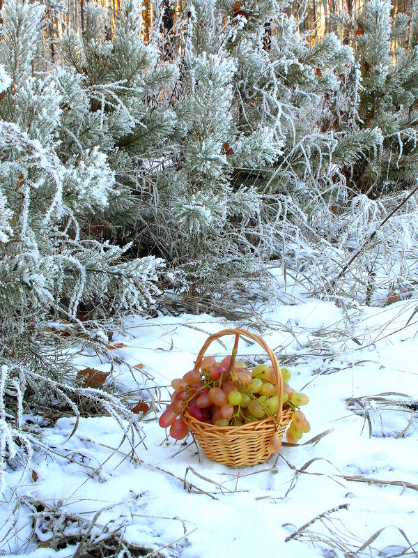 ОХЛАЖДЁННЫЙ ВИНОГРАД. - nadyasilyuk Вознюк