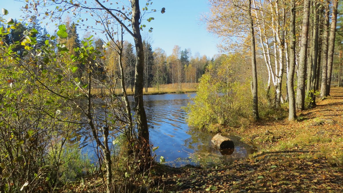Озеро Малое Кирилловское - alemigun 