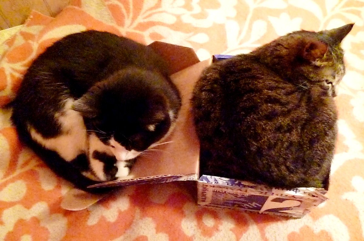 Как две большие кошки уместились в одной маленькой коробочке. - Mary Коллар