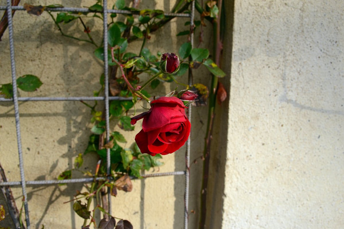 Розы ноября - Ольга 