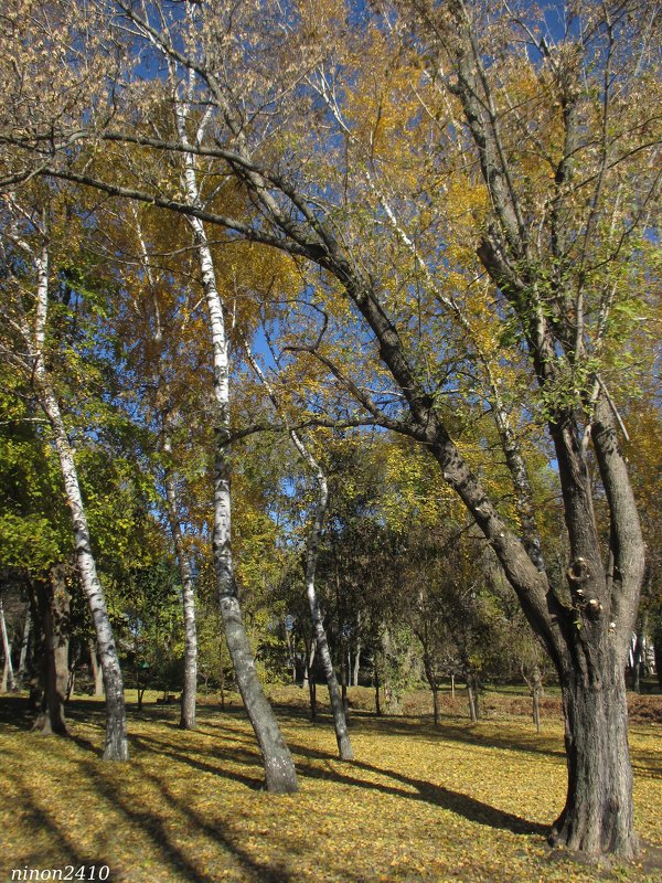 Осень... в парке Октября - Нина Бутко