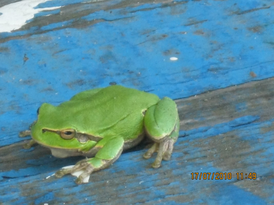 Зеленая жаба на синей доске - Наталья 