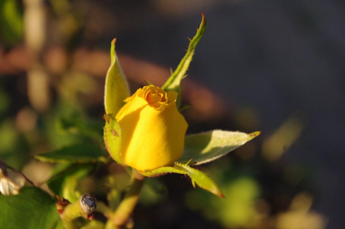 желтые розы - İsmail Arda arda