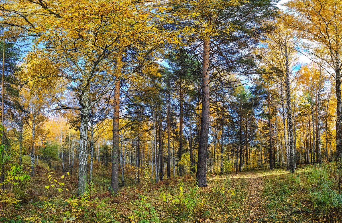Осенний лес в окрестностях Академгородка, Новосибирск. - Vadim Piottukh 