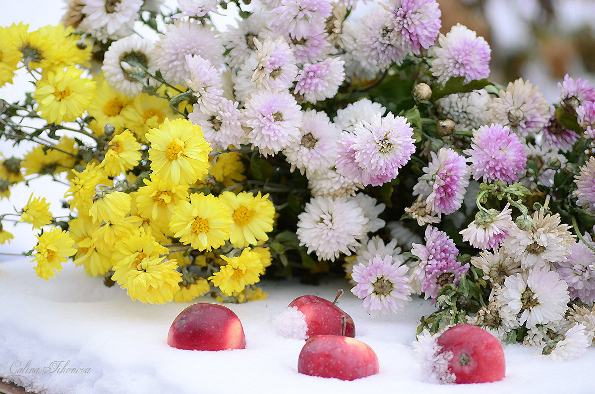 Яблоки в снегу и хризантемы - galina tihonova