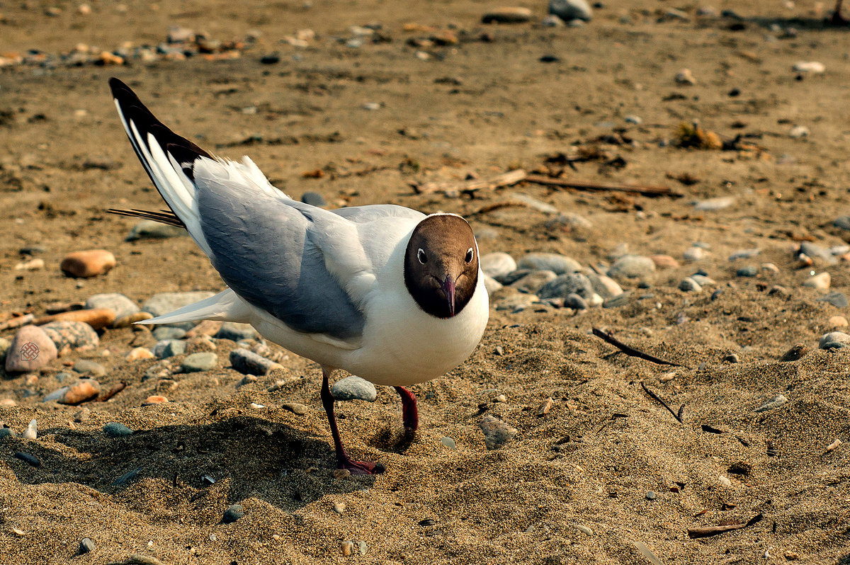 T-Larus - Хась Сибирский