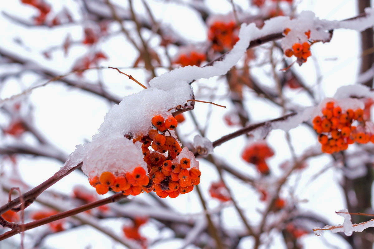 Красная из под снега - Юрий Стародубцев