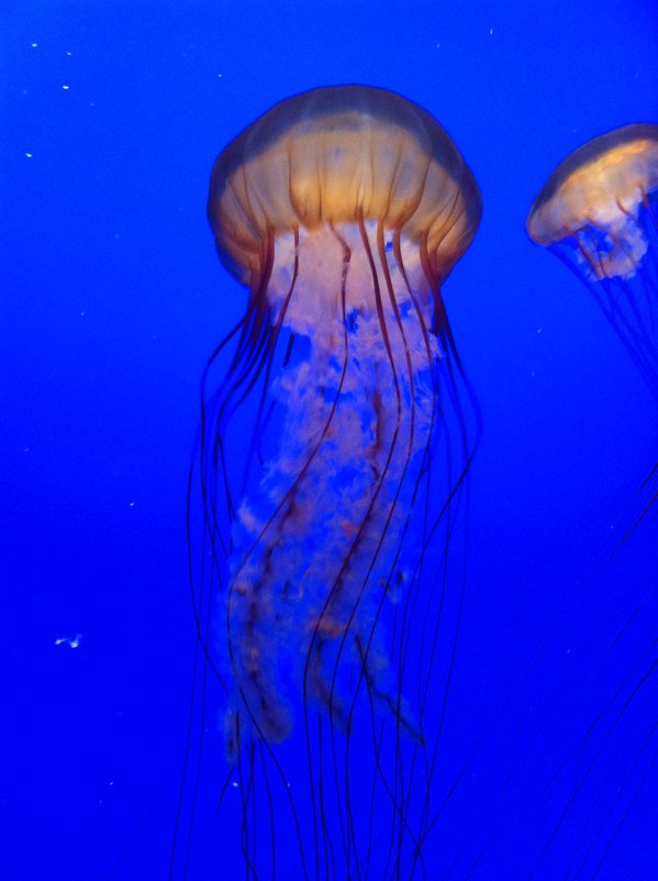 медуза - vitper per