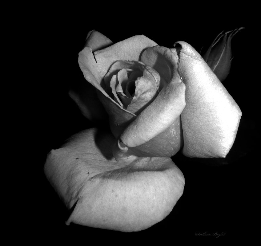 Цветок розы. B&W - Svetlana Baglai