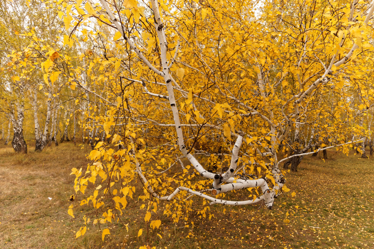Осень в березовом лесу - Сергей С