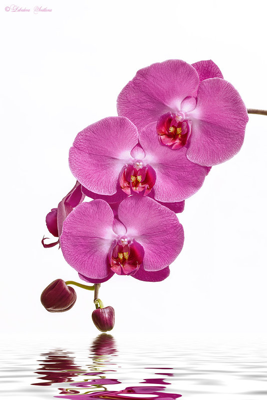 Орхидея с отражением - Светлана Л.