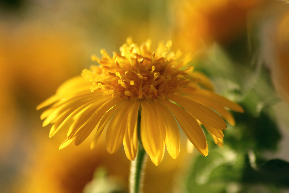 солнечный цветочек - Ефим Журбин