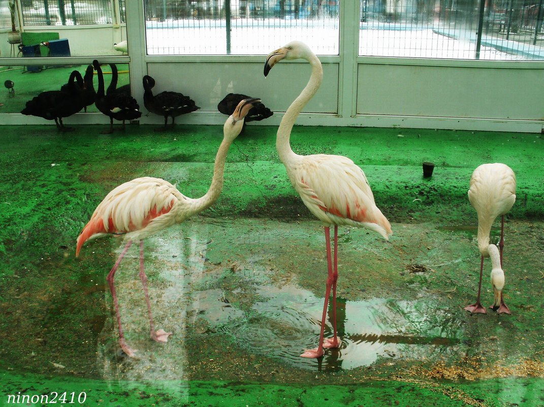 Фламинго в зимнем помещении птичника - Нина Бутко