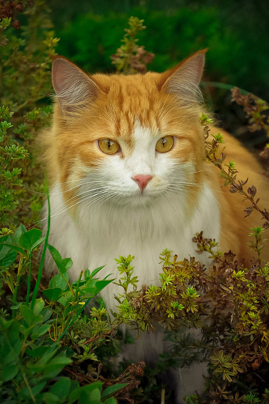 рыжий кот - Валерия Бунак